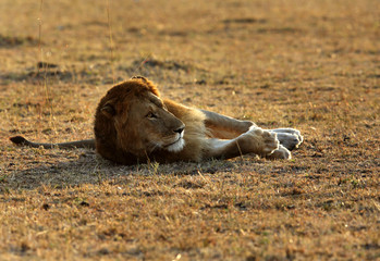The lion king in the morning light at Masai Mara, Kenya