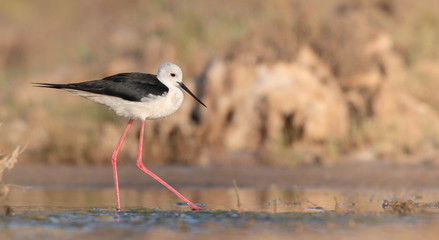 Black-winged stilt in the marsh of Huelva