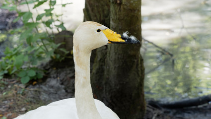 Obraz premium Kopf der Zwergschwan (Cygnus columbianus bewickii) mit schwarzen Beinen und gelber Schnabelbasis
