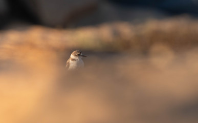 Obraz premium Black plover