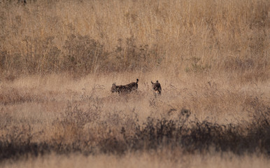 A pair of Iberian Lynx starting the day in Doñana NJational Park.