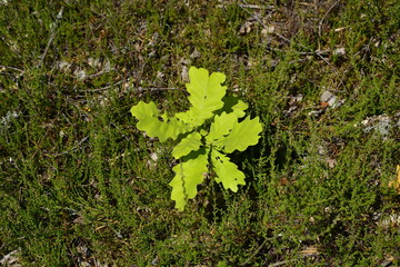 Young oak plant in forest.