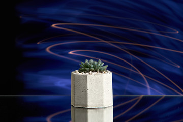 Succulents in concrete pot on blue light background. Clean photo