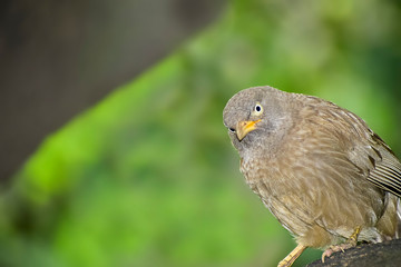 Wild Bird in its natural habitate.India.may 2019.
