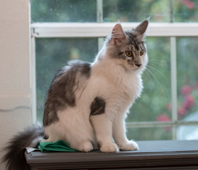 Juvenile Maine Coon Cat female sitting on window sill