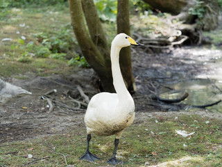 Der Zwergschwan (Cygnus columbianus bewickii)