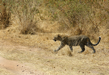 A leopard crossing the mud track at Masai Mara, Kenya