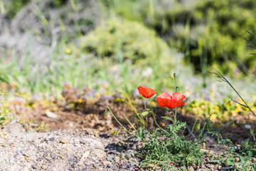 Closeup of red poppy  growing up from the gravel. The concept of life and motivation. Struggle for life. Desire to live