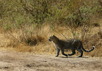 A leopard crossing the mud track at Masai Mara, Kenya