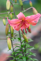 Scarlet lily flower bowed in natural conditions. Gardening and growing plants.