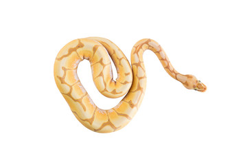 python on white background
