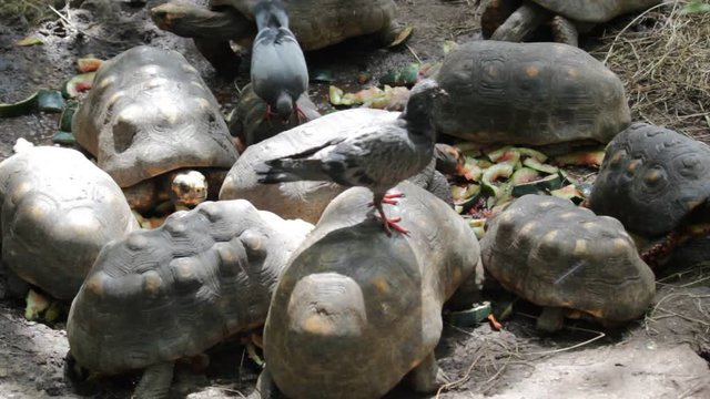 red footed tortoise in Barbados tortoise with bird on back, is a species of tortoise from northern South America. with pigeon bird on back 