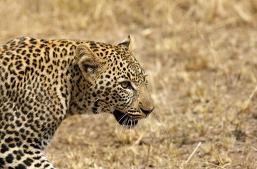 Closeup of a Leopard at Masai Mara, Kenya 