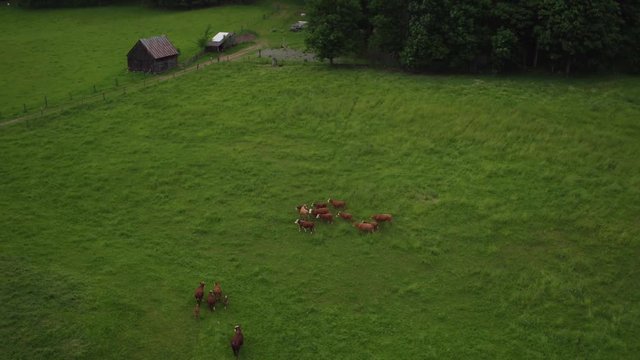 Cows in a field at an organic small family run farm