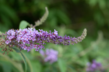 purple flowers in the garden