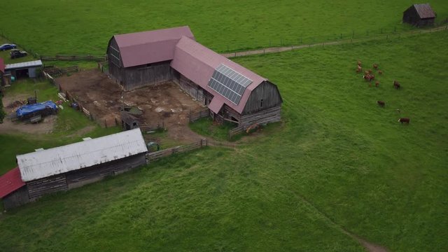 Cows in a field at an organic small family run farm