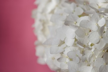 White hydrangea flowers on background in coral  color. Soft focus.