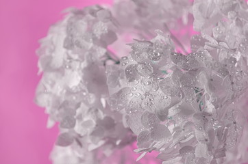 White hydrangea flowers with water drops on pink background. Soft focus.