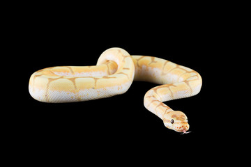 python with black background