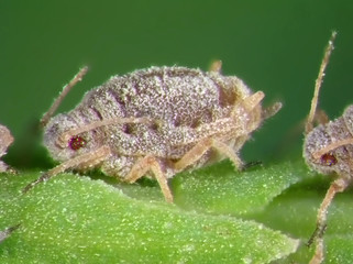 Aphids (plant lice, greenflies, blackflies or whiteflies) are among the most destructive insect pests on cultivated plants in temperate regions 