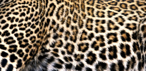 The leopard coast texture, Masai Mara, Kenya