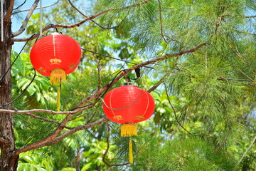 red chinese lamp on the tree in new year