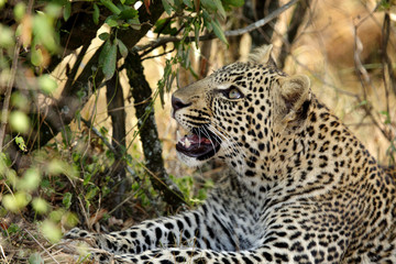 Closeup of a Leopard at Masai Mara, Kenya 