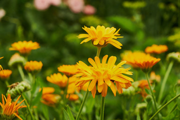 nature summer garden flowers yellow in the field