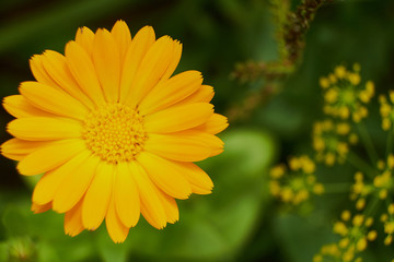 nature summer garden flowers yellow in the field