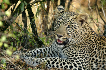 Closeup of a Leopard at Masai Mara, Kenya 