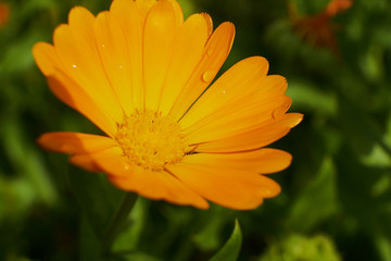 nature summer garden flowers yellow in the field