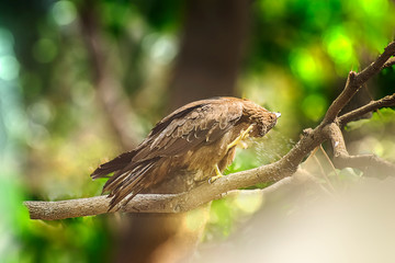 Indian Eagle,the Kite sitting on the tree branch in the defth of field picture. India.