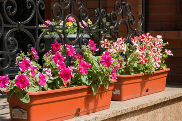 Fototapeta na wymiar blooming petunias in pots on the facade of the building