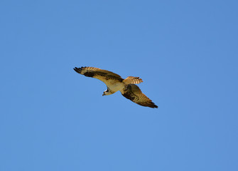 Osprey in flight with a fish