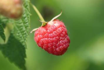Red raspberry in a garden