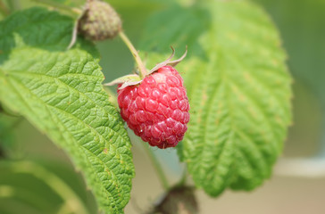 Red raspberry in a garden