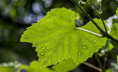 Grape plant leaf with water drops after rain. Selective focus.