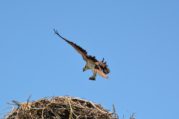 Osprey landing on nest with fish © Carol Hamilton