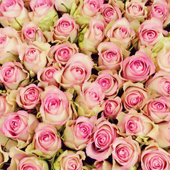 Pink roses background. Retro vintage instagram filter