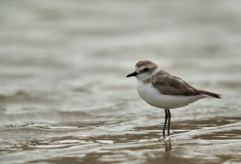  Kentish plover at Busaiteen coast, Bahrain 