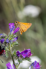 butterfly on a flower, in Provence