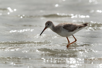 Redshank feeding at Busaiteen coast, Bahrain