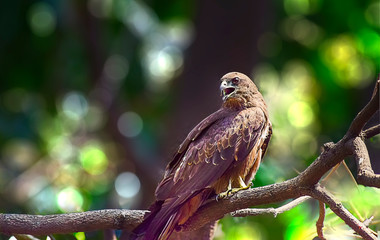Indian Eagle,the Kite sitting on the tree branch in the defth of field picture. India.