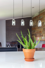 decorative potted aloes plant over a counter  in the living room of a modern house
