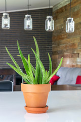 decorative potted aloes plant over a counter  in the living room of a modern house