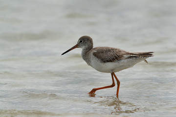 Redshank feeding at Busaiteen coast, Bahrain