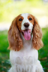 Dog breed Russian hunting spaniel