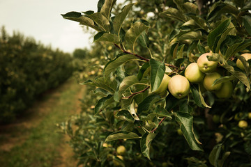 Immature green apples on apple tree branches in July with apple orchard in the background. Toned vintage colors
