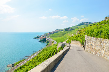 Terraced vineyards in Lavaux wine region, Switzerland. Green vineyard on slopes by Lake Geneva. Swiss summer. Village Rivaz in background. Amazing landscapes. Tourist attractions