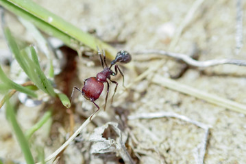 Big red ant on the sand. Tongoy. Chile